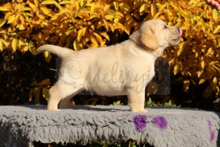 Aslan Prince Melisyja