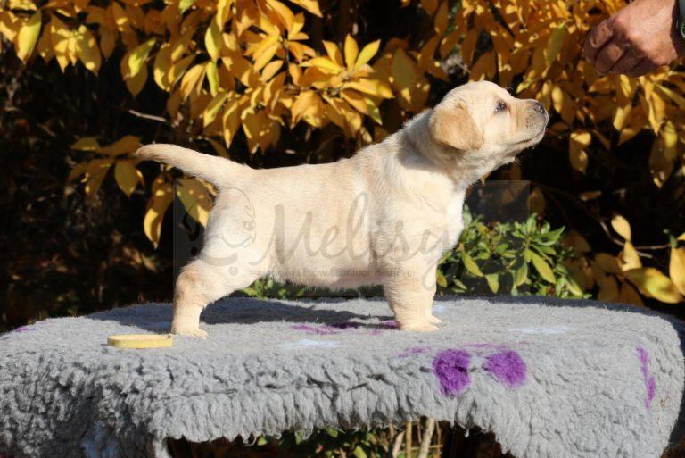 Amiletta Princess Melisyja