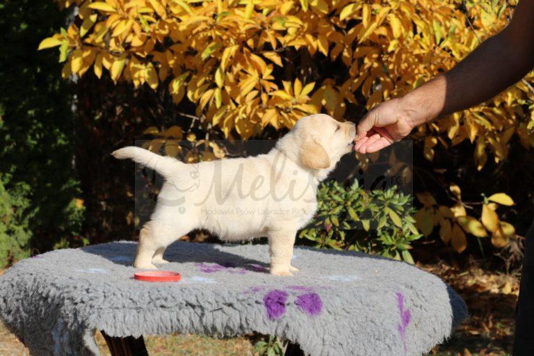 Akukisetta Princess Melisyja