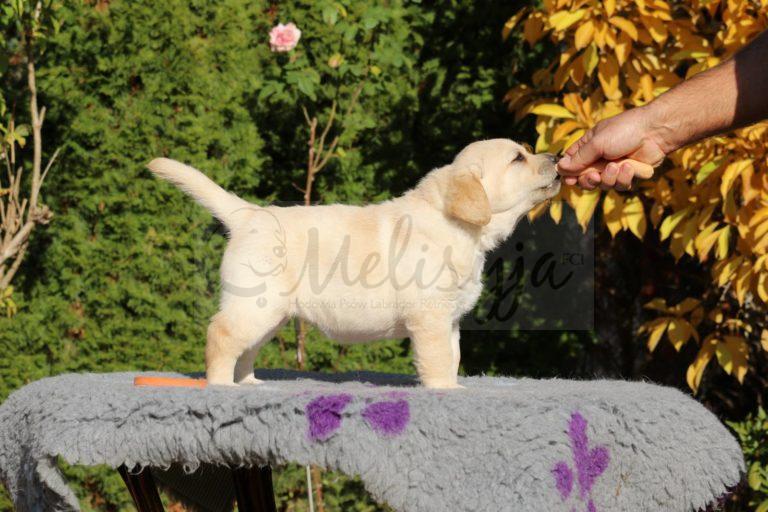 Alunetta Princess Melisyja